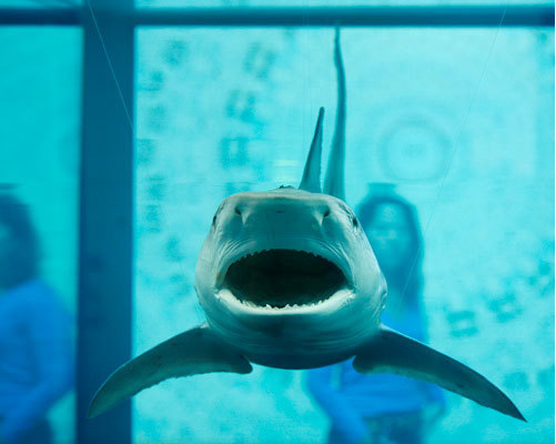 ©Damien Hirst