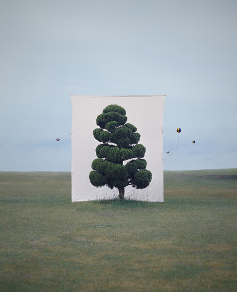 Myoung Ho Lee Forest for the Trees ©Myoung Ho Lee