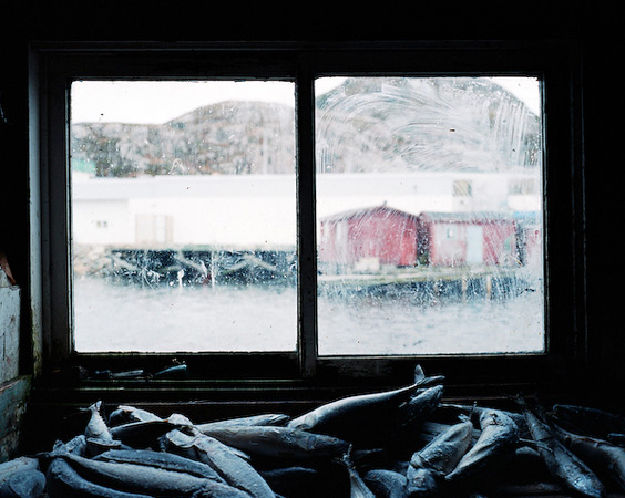 ©Andrew Querner