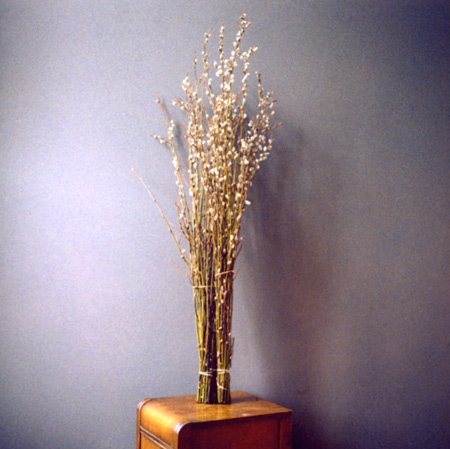 © Jody Rogac - Pussy Willows