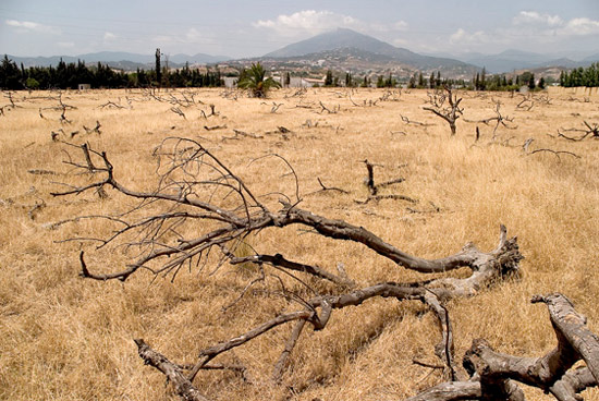 © José Guerrero - Finca de Los Minas, San Pedro de Alcántara. Malaga 2005